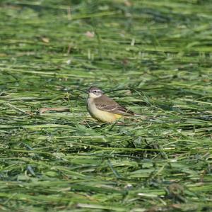 Yellow Wagtail