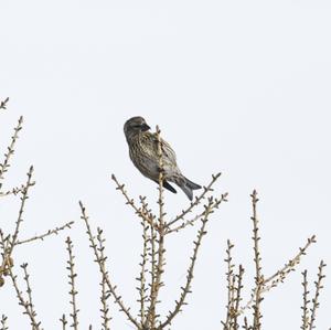 Red Crossbill