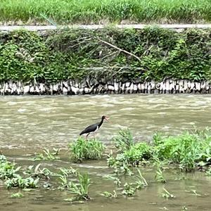 Black Stork