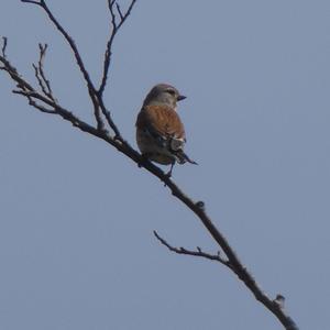 Eurasian Linnet