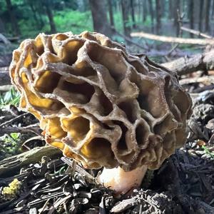 Yellow Morel