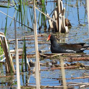 Common Moorhen