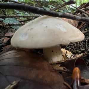 St George`s Mushroom