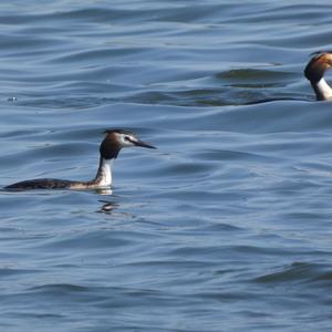 Great Crested Grebe