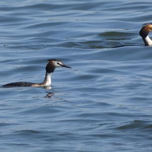 Great Crested Grebe