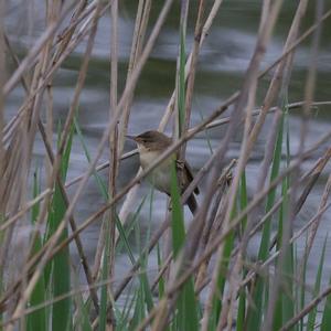 Eurasian Reed-warbler