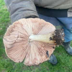 Agaricus impudicus