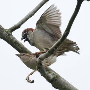 House Sparrow