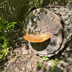 Dryad`s Saddle