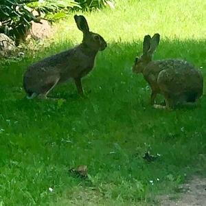 European Hare