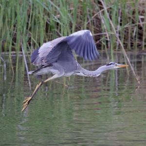 Grey Heron