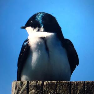 Tree Swallow