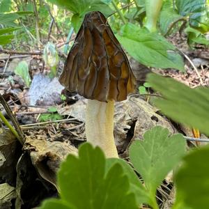 Half-free Morel