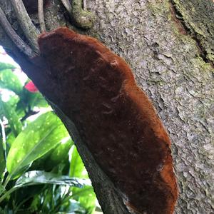 Cinnabar-red Polypore