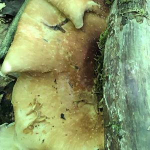 Black-footed Polypore