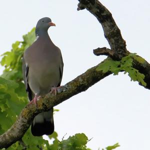 Common Wood-pigeon