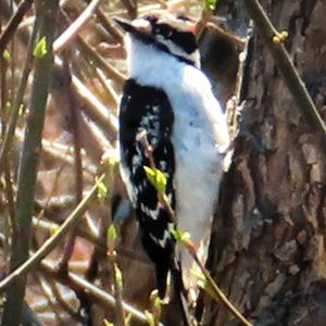 Downy Woodpecker