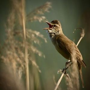 Great Reed-warbler