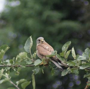 Common Kestrel