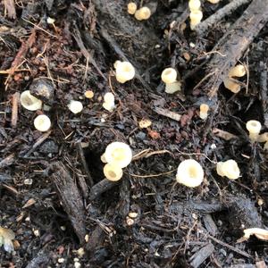 Unknown Species