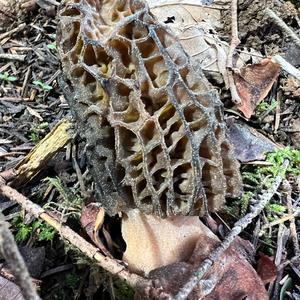 Black Morel