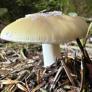 Gemmed Amanita