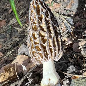 Black Morel