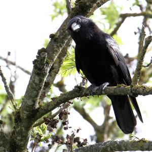 Carrion Crow