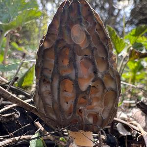 Black Morel