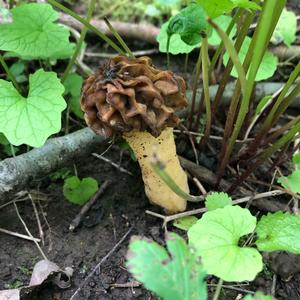 Yellow Morel