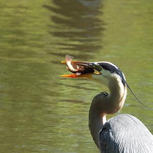 Great Blue Heron