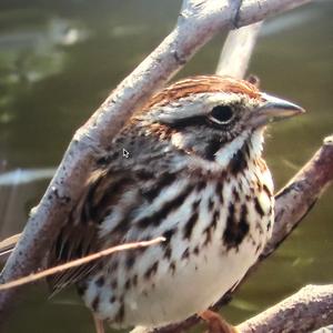 Song Sparrow