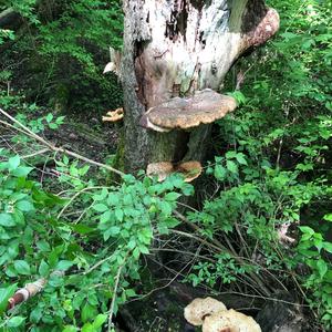 Dryad`s Saddle