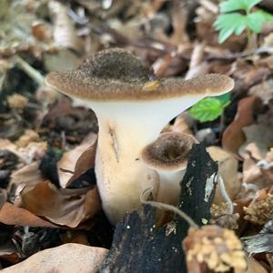 Tuberous Polypore