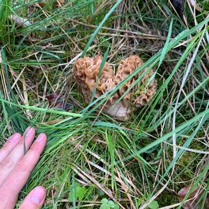 Yellow Morel