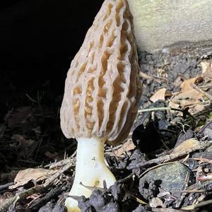 Black Morel