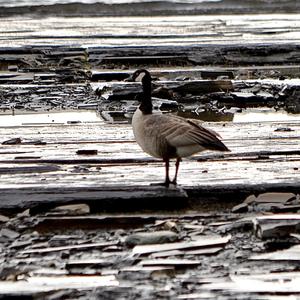 Canada Goose