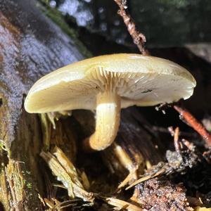 Smoky-gilled Hypholoma