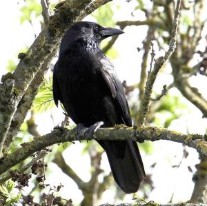 Carrion Crow