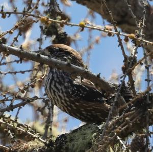 Spotted Nutcracker