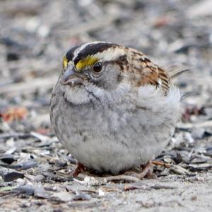 White-throated Sparrow