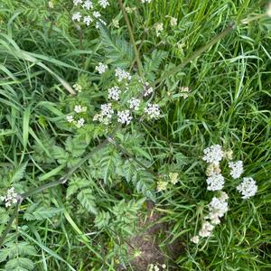 Cow Parsley