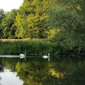 Höckerschwan