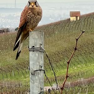 Common Kestrel