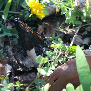 Half-free Morel