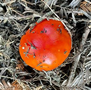 Fly Agaric