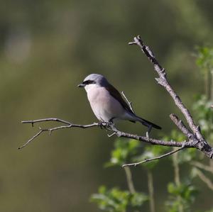 Red-backed Shrike