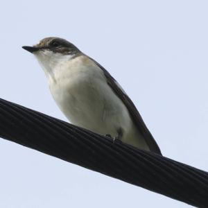 European Pied Flycatcher