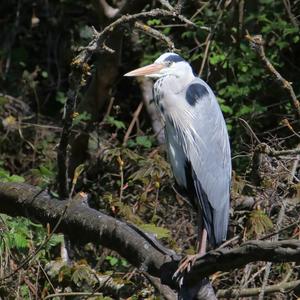 Grey Heron