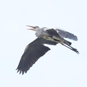 Grey Heron